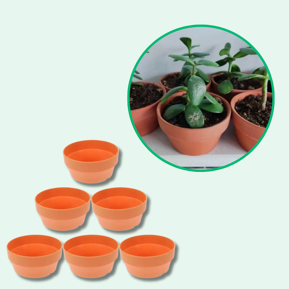 Pots de Fleurs en Terre Cuite Écologiques (4 + 2 Offerts)