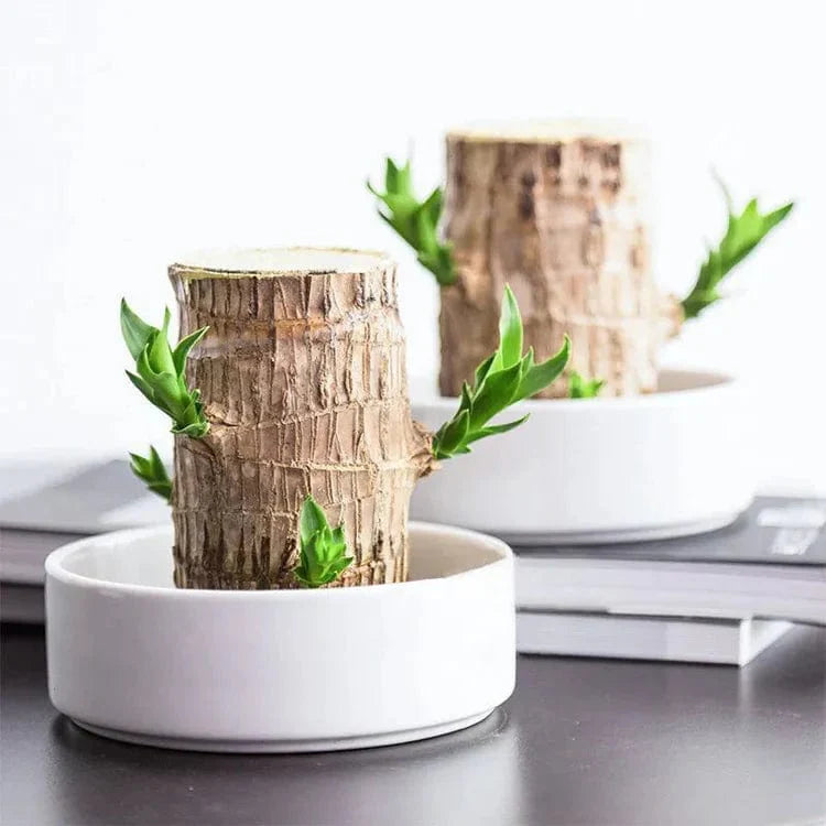 Bois Porte-Bonheur Apaisant (+Figurine Offerte)