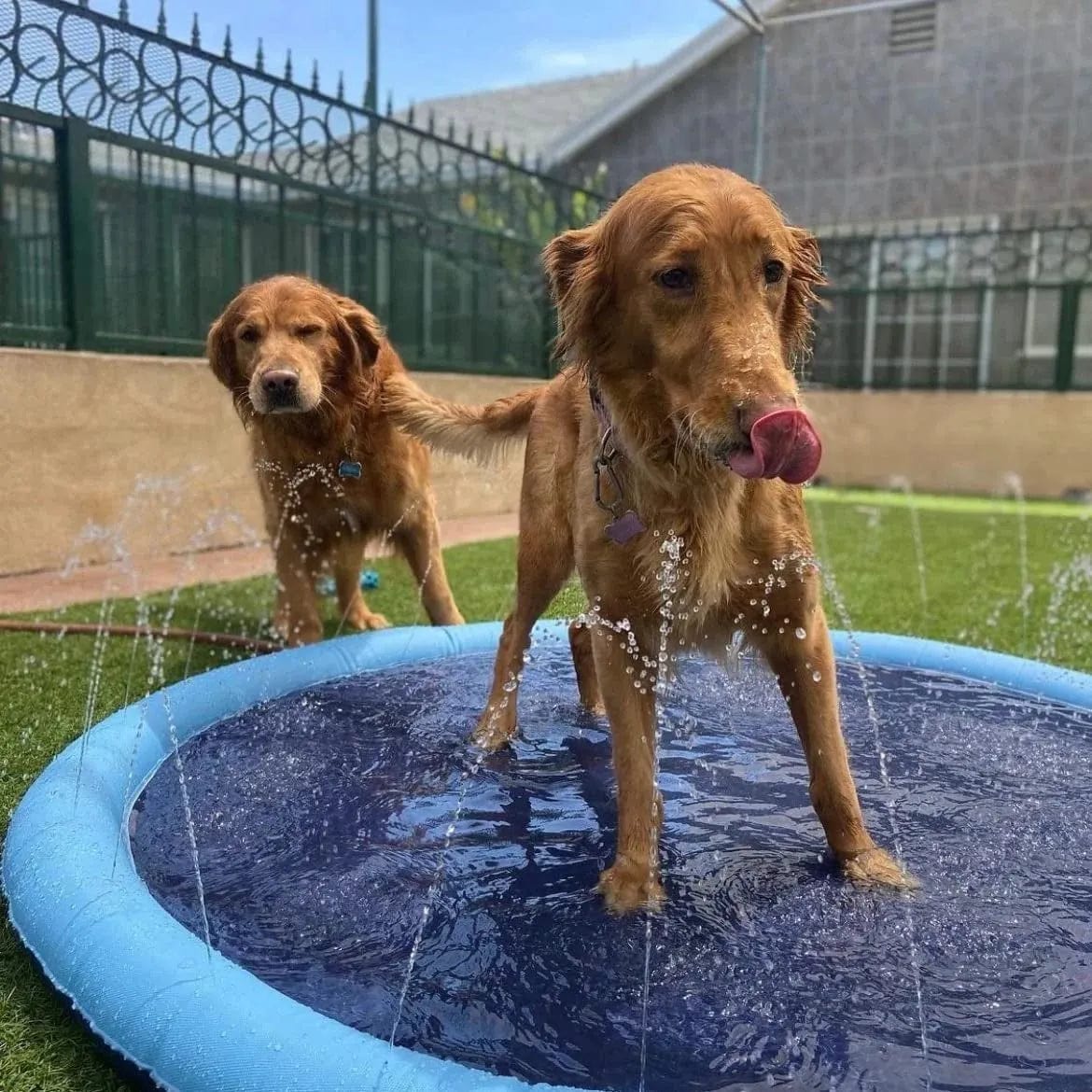 Tapis Piscine-Fontaine Pour Chien AmiCool™